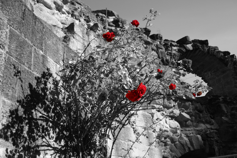 IMG_1509 ck_2versuch