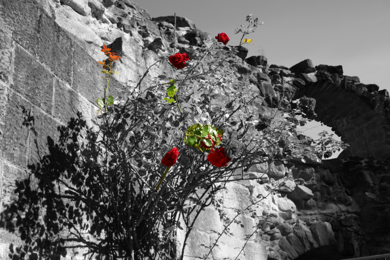 IMG_1509 colorkey